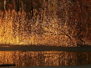 viewes, grass, trees, lake, early spring, melting