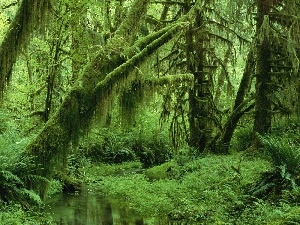 grass, viewes, forest, water, trees