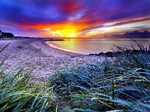 grass, Beaches, west, lake