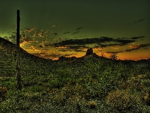 grass, Cactus, west, sun