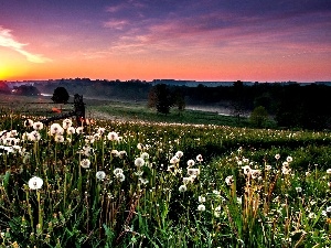 grass, dandelions, west, sun