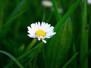 grass, Green, White, daisy