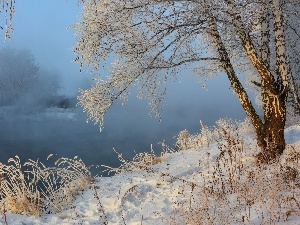 grass, birch-tree, River, winter, Fog