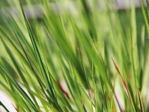 grass