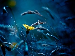 Dandelion Grasshopper, grass