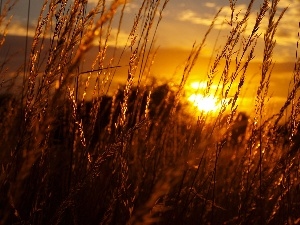 grass, Great Sunsets