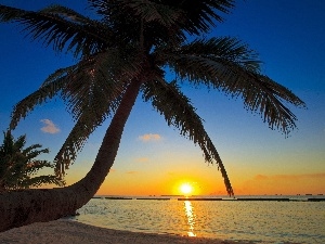 Great Sunsets, Palms, sea