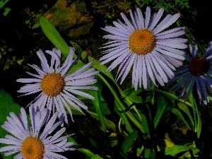 green ones, Leaf, Alpine aster