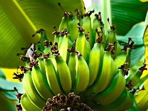 green ones, bananas, Leaf