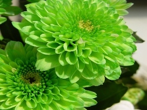 color, green, dahlias