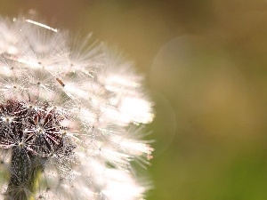 green ones, background, Common Dandelion