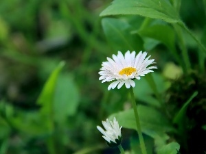 daisies, green, Flowers