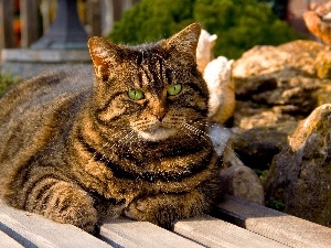 green ones, Eyes, cat