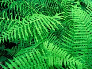 fern, green ones