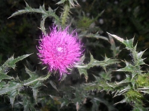 green, Leaf, Flower, teasel