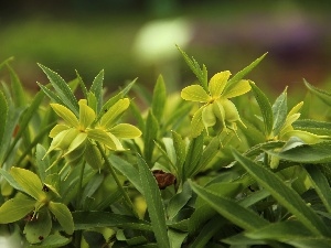 Flowers, Green Hellebore