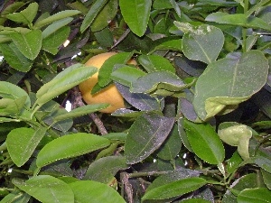 green ones, Leaf, grape-fruit