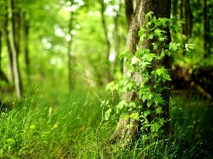 grass, green, forest
