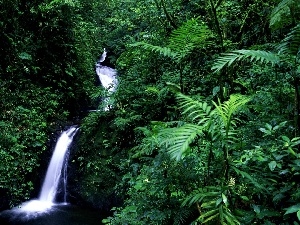 jungle, green, waterfall