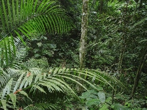 green, jungle