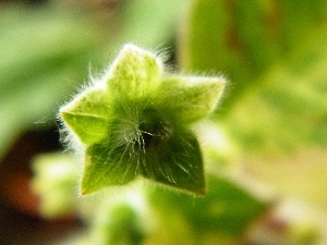 Green, Kohleria