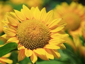 Green, flakes, Nice sunflowers, leaf, Yellow