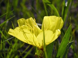 green ones, Leaf, Flower