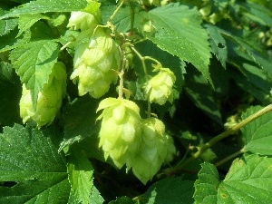 green ones, Leaf, hop