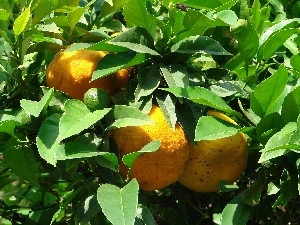 green ones, Leaf, lemons