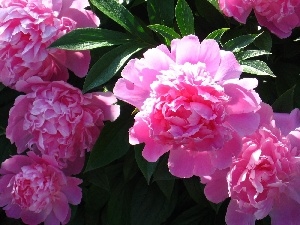 green ones, Leaf, Peonies