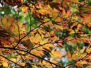 green ones, Leaf, red