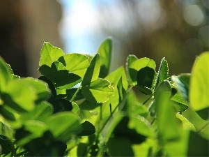 green ones, Leaf, trefoil