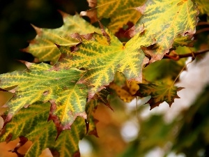 green ones, Leaf, yellow