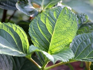 Leaf, green ones