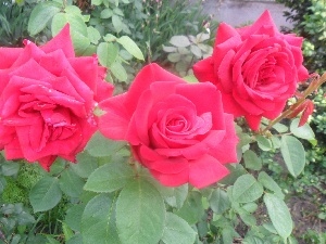 green ones, roses, Flowers, Leaf, Red