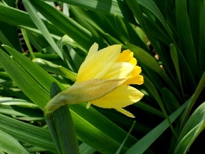 green ones, leaves, jonquil