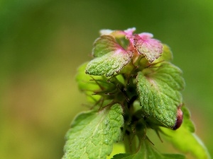 green ones, leaves, nettle