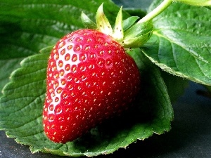 green ones, leaves, Strawberry