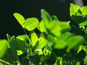 green ones, leaves, trefoil