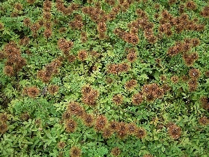 leaves, green ones