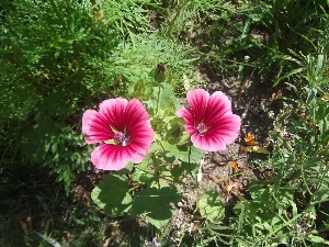 green, Flowers, mallow, Wild