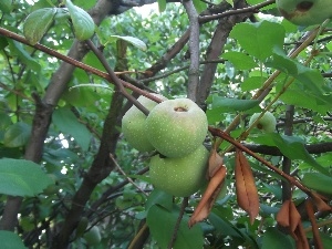 green, Bush, maturing, figs