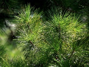 green ones, needle, pine