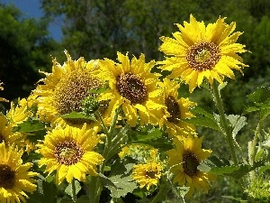 green ones, leaves, Nice sunflowers