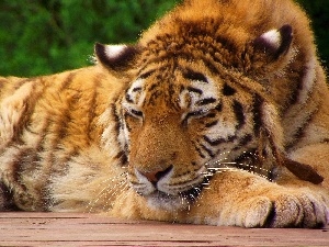 resting, green, tiger