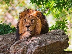 stone, green, Lion