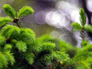 Twigs, green ones