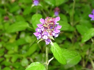 green, Close, Violet, nettle