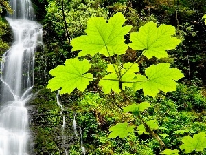 green, waterfall
