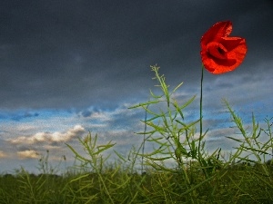 Grey, Clouds, Red, Sky, red weed